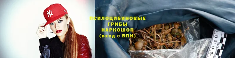 hydra   Стрежевой  Псилоцибиновые грибы Psilocybe 